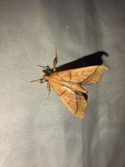 Anarmodia arcadiusalis