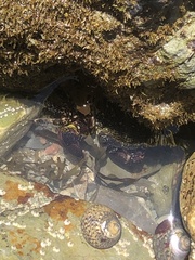 Pachygrapsus marmoratus