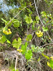 Vitis rotundifolia munsoniana
