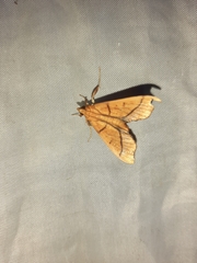 Anarmodia arcadiusalis