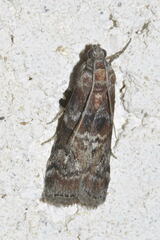 Acrobasis suavella