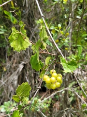 Vitis rotundifolia munsoniana