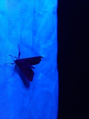 Anarmodia arcadiusalis