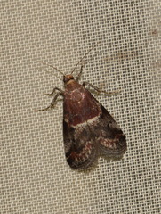 Acrobasis marmorea