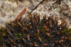 Schistidium maritimum
