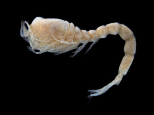 Representative image of Eudorella truncatula