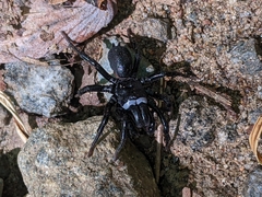 Sphodros niger