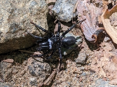 Sphodros niger