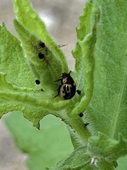 Zygogramma heterothecae