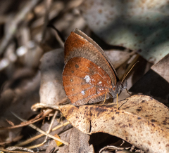 Godartiana muscosa