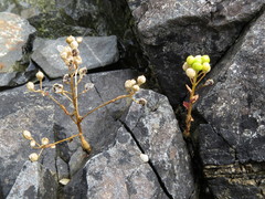 Cochlearia groenlandica