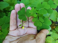 Oxalis stricta