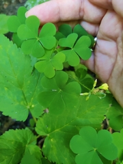 Oxalis stricta