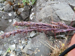 Festuca ammobia