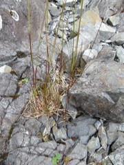 Festuca ammobia