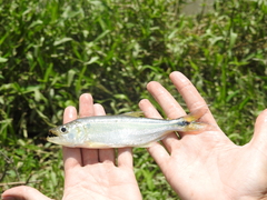 Oligosarcus robustus