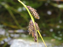 Carex macrochaeta