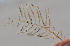 Abietinaria