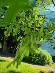 Fraxinus pennsylvanica