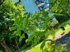 Fraxinus pennsylvanica