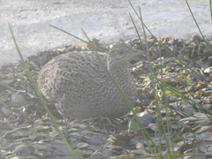 Nothoprocta cinerascens