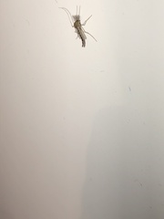 Chironomidae