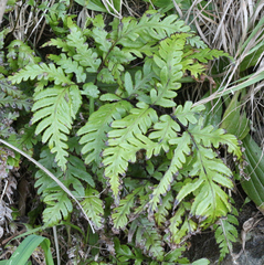 Pteris carsei