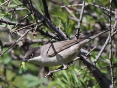 Curruca crassirostris