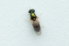 Cephalochrysa canadensis
