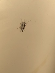 Chironomidae