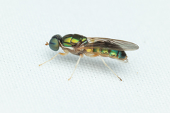 Cephalochrysa canadensis