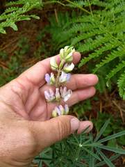 Lupinus hyacinthinus