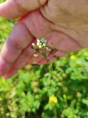 Capsella bursa-pastoris