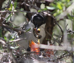 Curruca crassirostris
