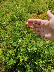 Capsella bursa-pastoris