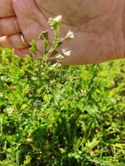 Capsella bursa-pastoris