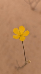 Linum aristatum