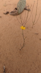 Linum aristatum