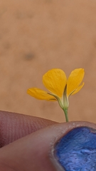 Linum aristatum