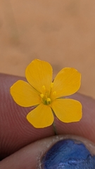 Linum aristatum