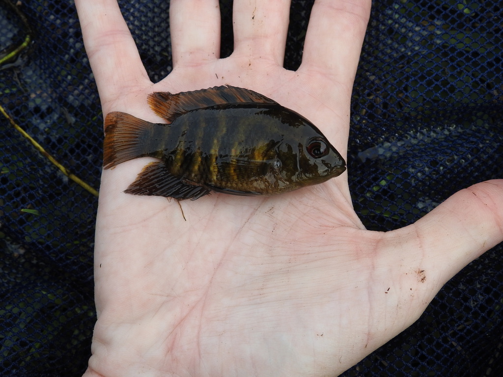 Australoheros acaroides