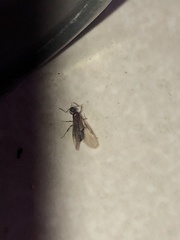 Lasius