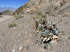 Enceliopsis covillei