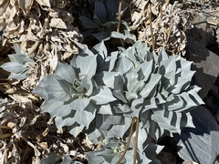 Enceliopsis covillei