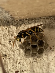 Polistes dominula