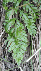 Pteris carsei