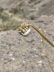 Enceliopsis covillei