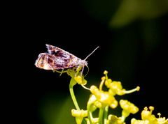 Prochoreutis inflatella