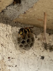 Polistes dominula