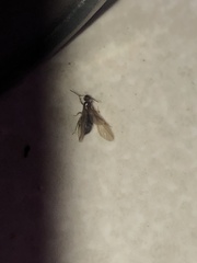 Lasius